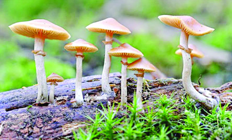 Telekorsatuv qizlar bilan jinsiy aloqa Haqiqatan ham aka singil