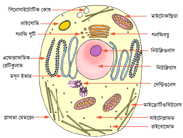 Eng chiroyli uy jinsiy aloqa