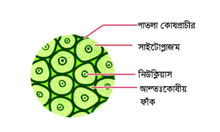 প্যারেনকাইমা কলার কোষীয় গঠন