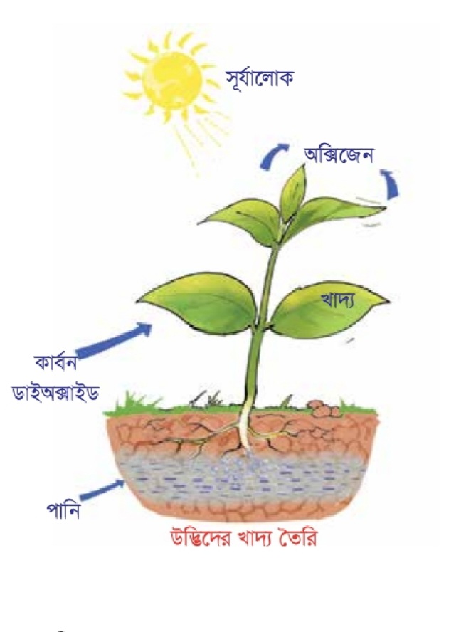 Anal bobolar jinsiy porno Pupa bdsm mumiyalash